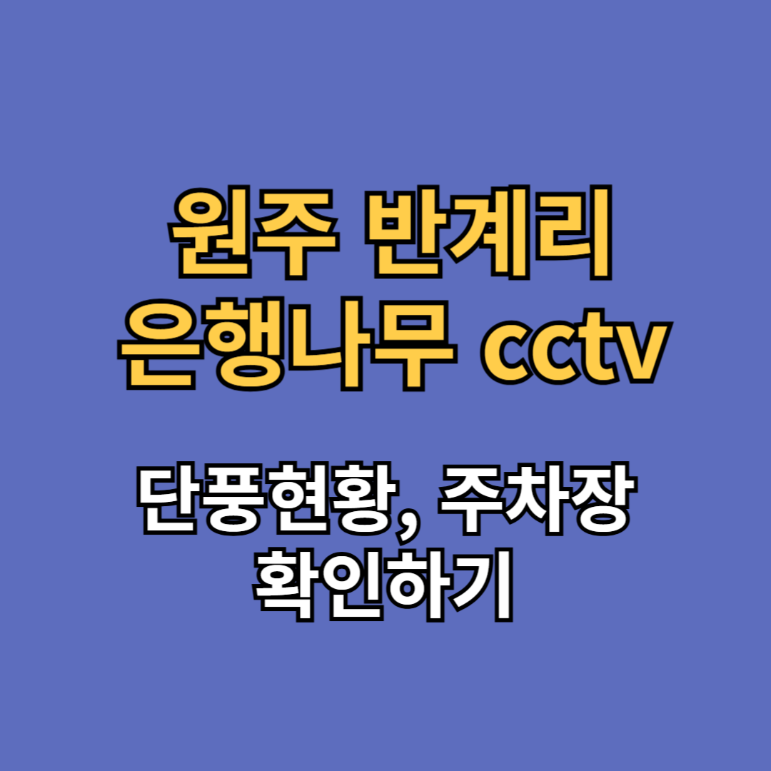 원주 반계리 은행나무 cctv